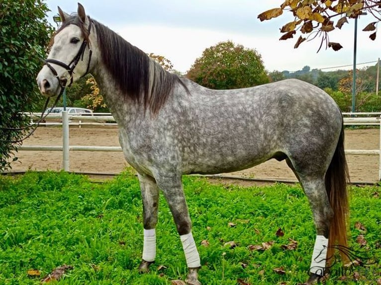 PRE Caballo castrado 4 años 165 cm Tordo rodado in Barcelona