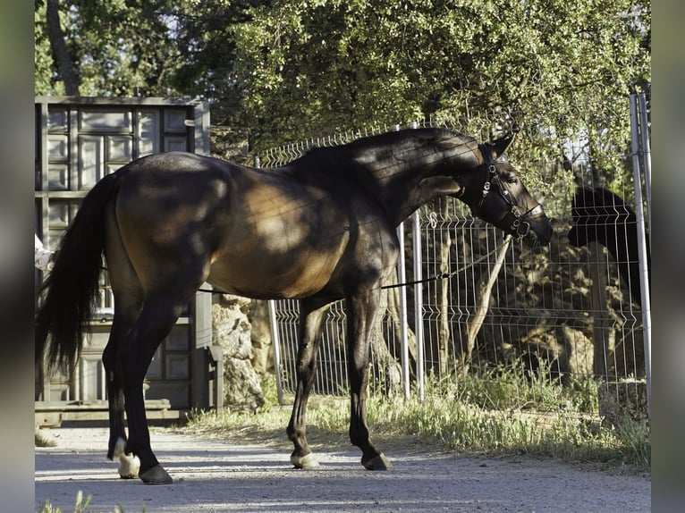 PRE Mestizo Caballo castrado 4 años 166 cm Musgo marrón in MADRID