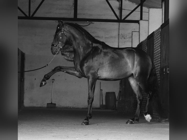PRE Mestizo Caballo castrado 4 años 166 cm Musgo marrón in MADRID