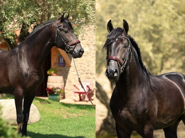 PRE Mestizo Caballo castrado 4 años 166 cm Negro in Navas Del Madroño