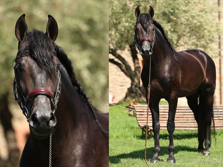 PRE Mestizo Caballo castrado 4 años 166 cm Negro in Navas Del Madroño