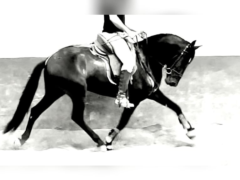 PRE Mestizo Caballo castrado 4 años 166 cm Negro in Granada