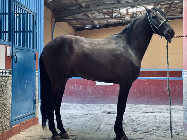 PRE Mestizo Caballo castrado 4 años 166 cm Negro in Granada