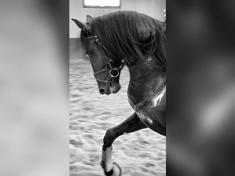 PRE Mestizo Caballo castrado 4 años 166 cm Negro in Granada