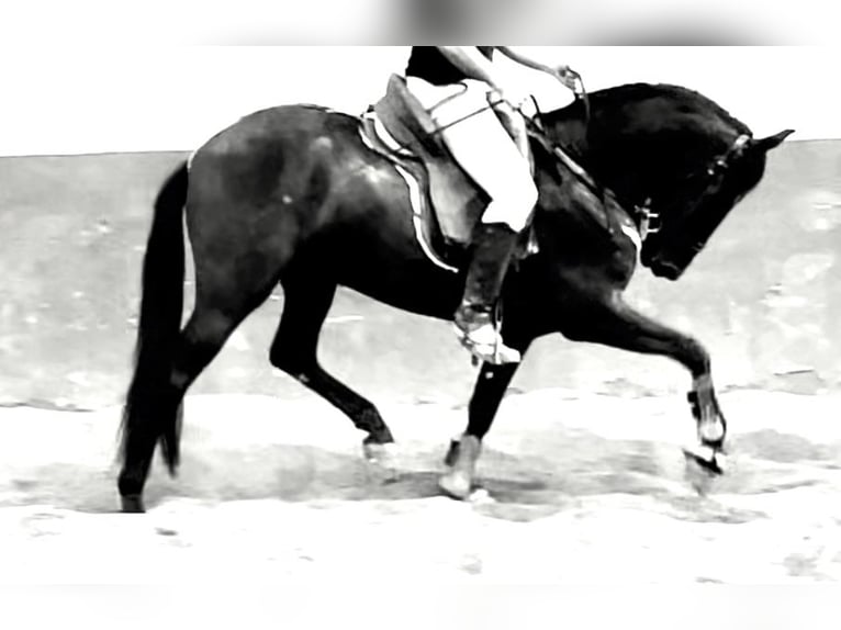 PRE Mestizo Caballo castrado 4 años 166 cm Negro in Granada