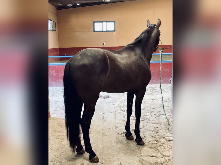 PRE Mestizo Caballo castrado 4 años 166 cm Negro in Granada