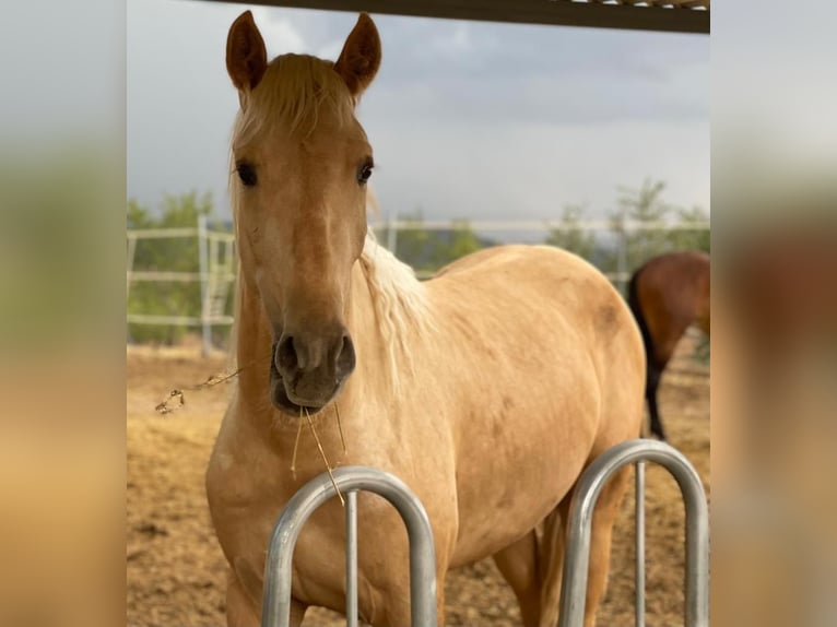 PRE Mestizo Caballo castrado 4 años 166 cm Palomino in Alicante