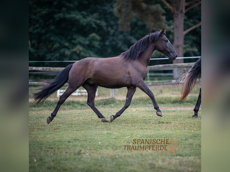 PRE Caballo castrado 4 años 166 cm Tordillo negro in Traventhal