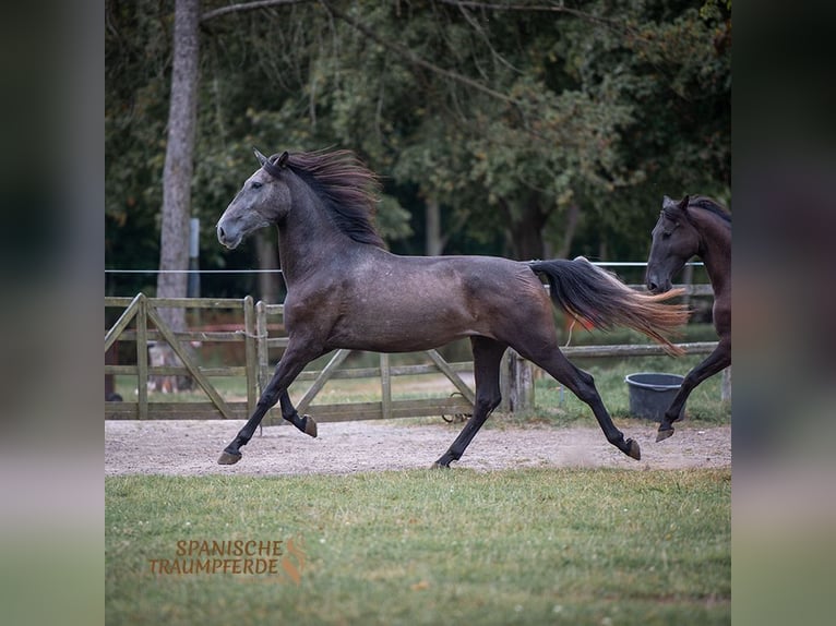 PRE Caballo castrado 4 años 166 cm Tordillo negro in Traventhal