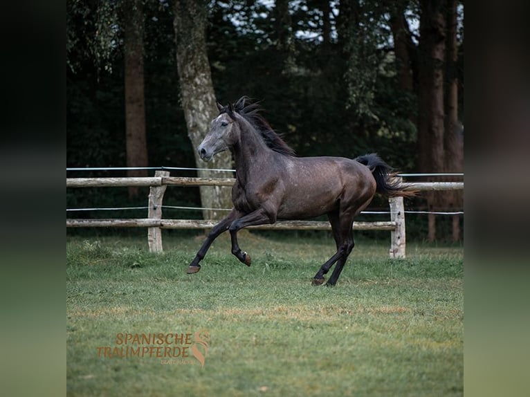 PRE Caballo castrado 4 años 166 cm Tordillo negro in Traventhal