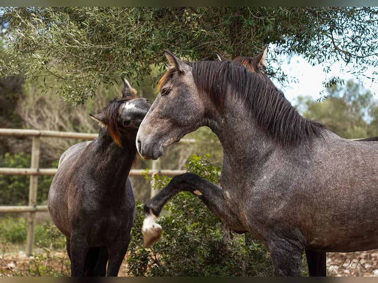 PRE Caballo castrado 4 años 166 cm Tordo in Manacor