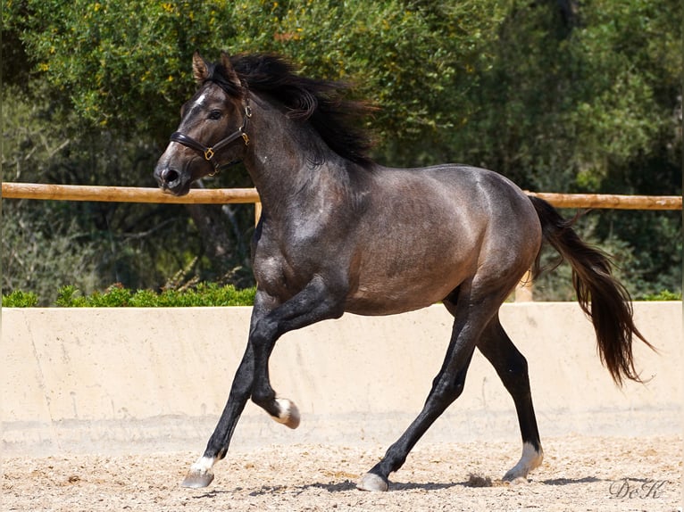 PRE Caballo castrado 4 años 166 cm Tordo in Manacor