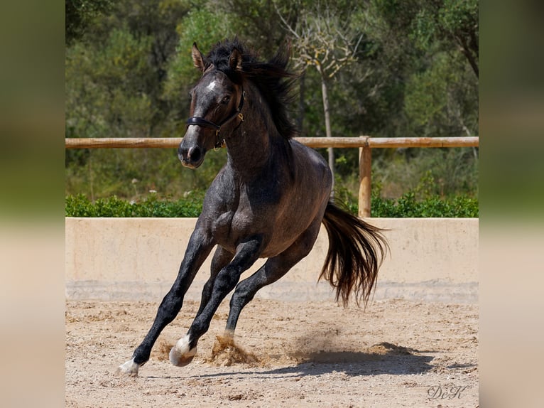 PRE Caballo castrado 4 años 166 cm Tordo in Manacor