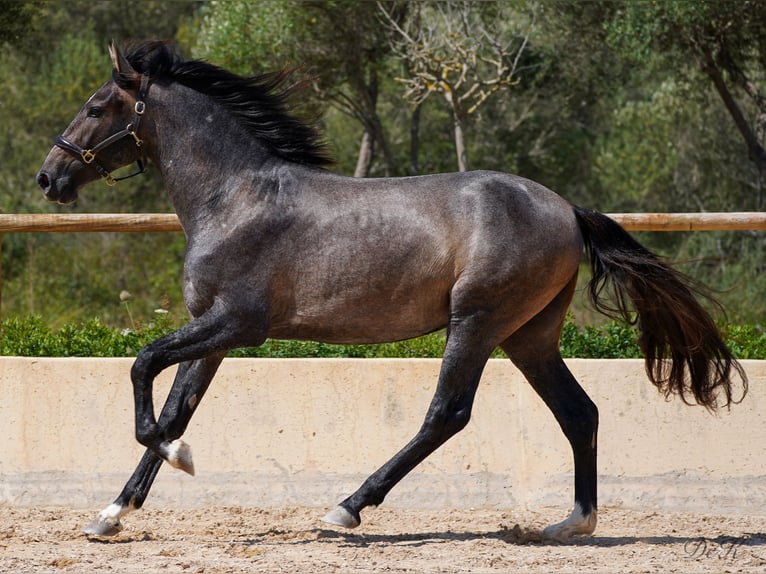 PRE Caballo castrado 4 años 166 cm Tordo in Manacor