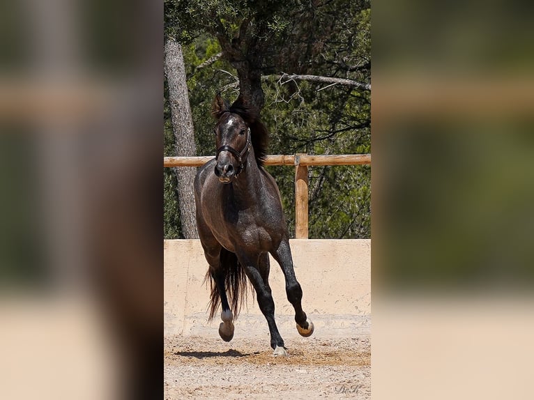 PRE Caballo castrado 4 años 166 cm Tordo in Manacor