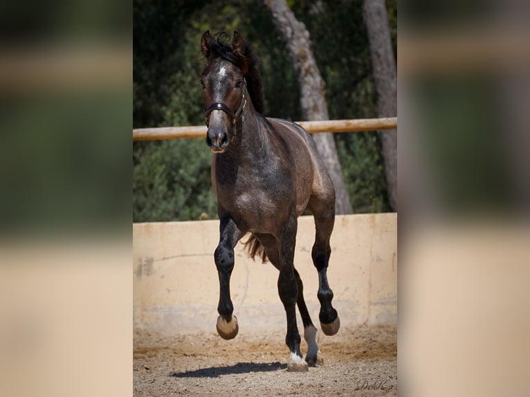 PRE Caballo castrado 4 años 166 cm Tordo in Manacor