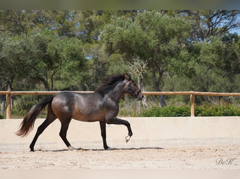 PRE Caballo castrado 4 años 166 cm Tordo in Manacor