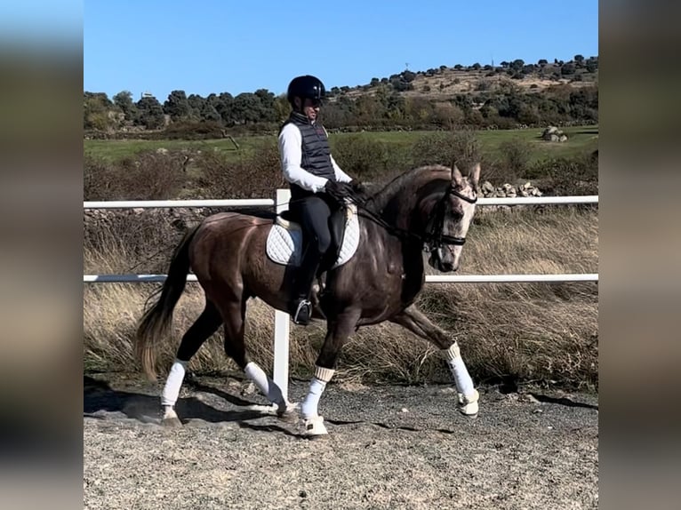 PRE Mestizo Caballo castrado 4 años 166 cm Tordo in Vegas De Matute