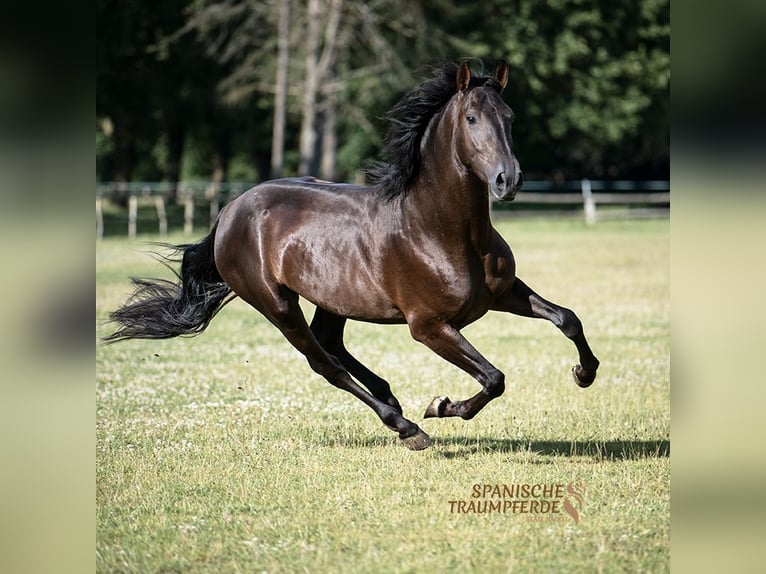 PRE Mestizo Caballo castrado 4 años 167 cm Negro in Traventhal