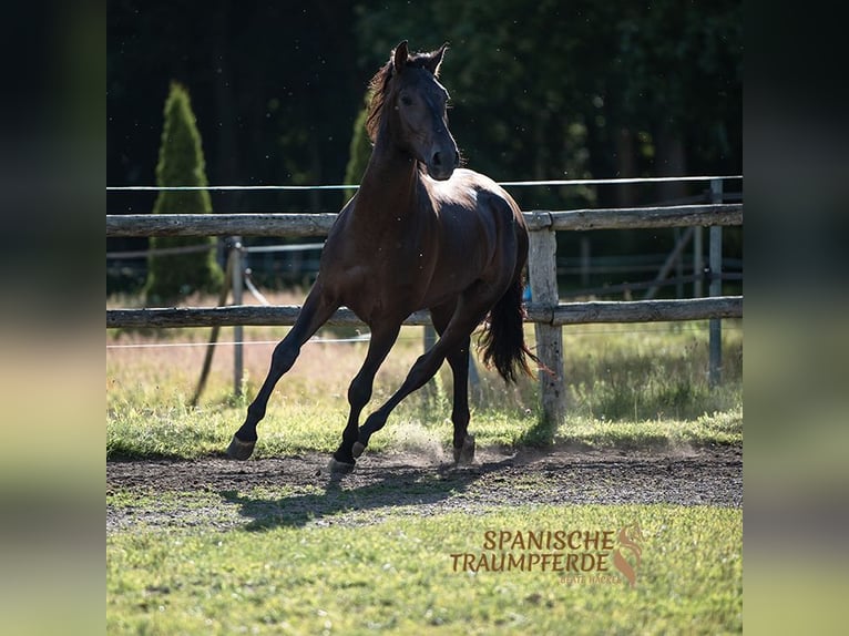 PRE Mestizo Caballo castrado 4 años 167 cm Negro in Traventhal