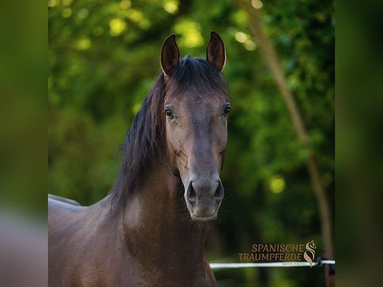 PRE Mestizo Caballo castrado 4 años 167 cm Negro in Traventhal