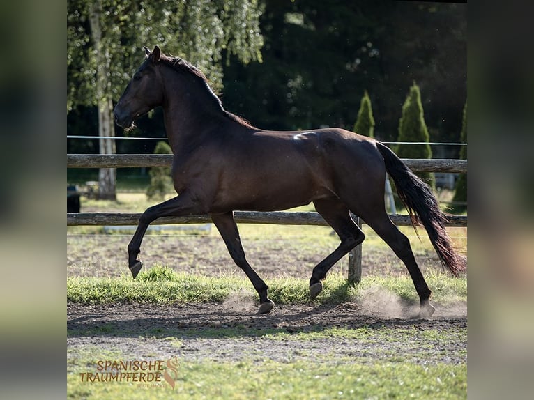 PRE Mestizo Caballo castrado 4 años 167 cm Negro in Traventhal