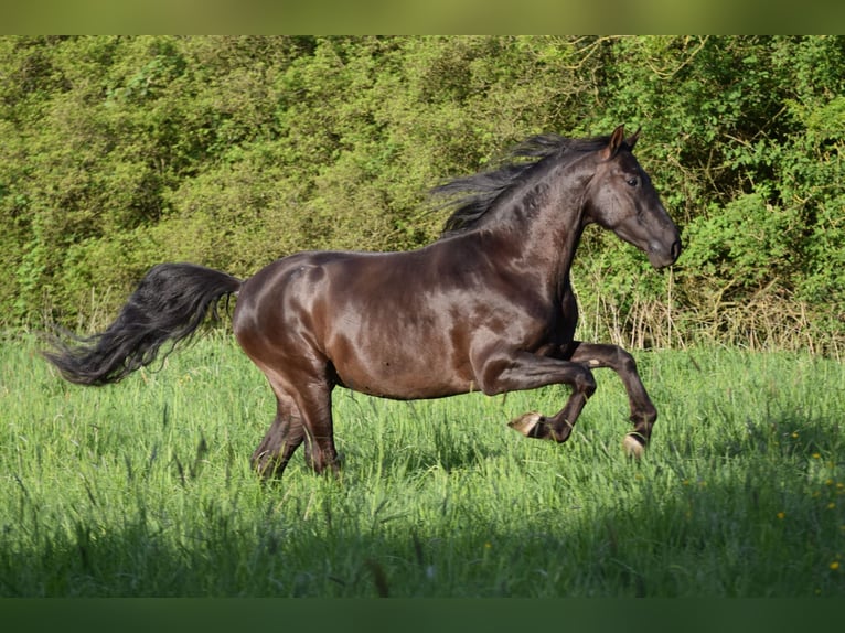 PRE Mestizo Caballo castrado 4 años 167 cm Negro in Stadthagen