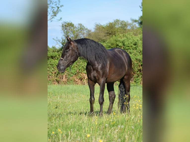 PRE Mestizo Caballo castrado 4 años 167 cm Negro in Stadthagen