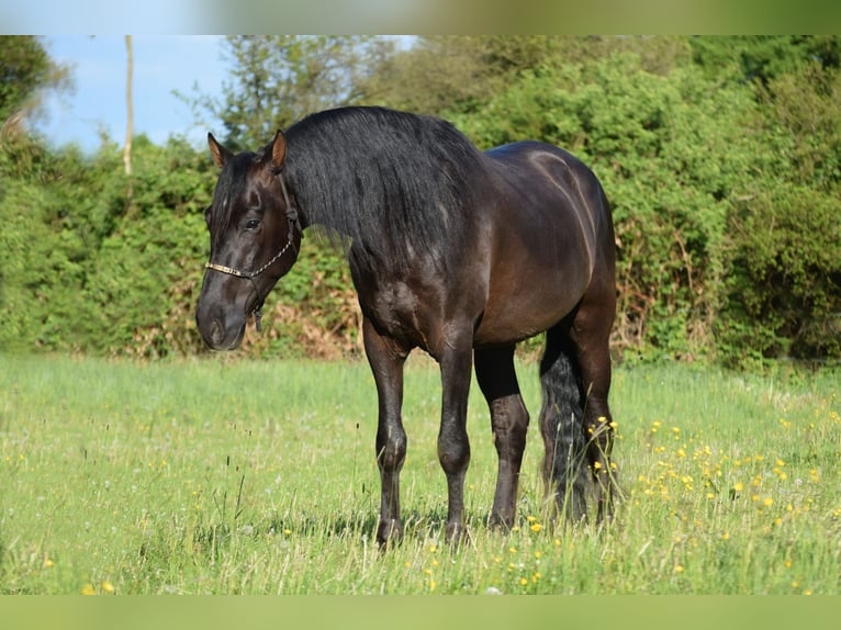 PRE Mestizo Caballo castrado 4 años 167 cm Negro in Stadthagen