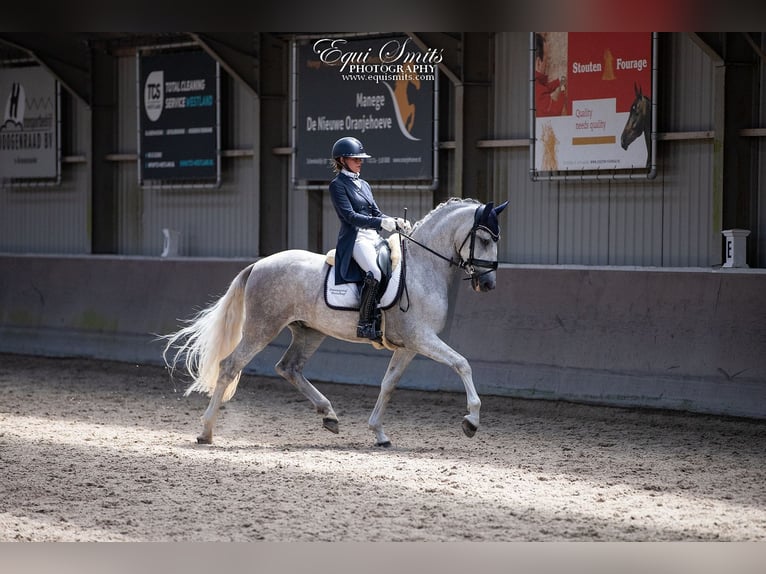 PRE Caballo castrado 4 años 167 cm Tordo in Luyksgestel