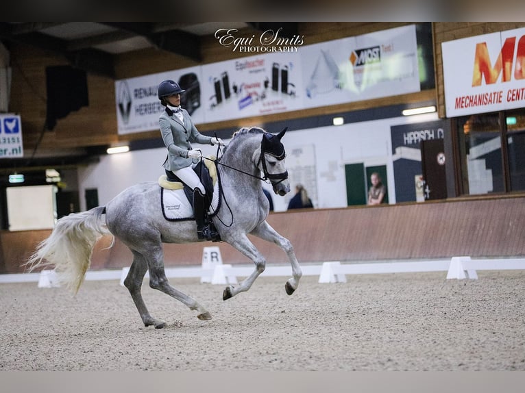 PRE Caballo castrado 4 años 167 cm Tordo in Luyksgestel