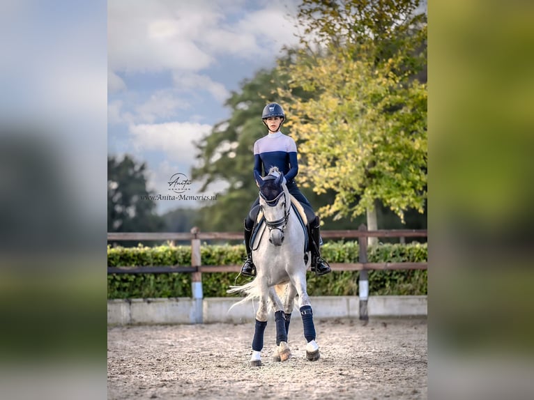 PRE Caballo castrado 4 años 167 cm Tordo in Luyksgestel