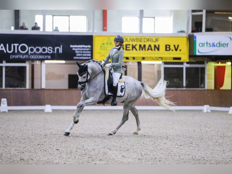 PRE Caballo castrado 4 años 167 cm Tordo in Luyksgestel