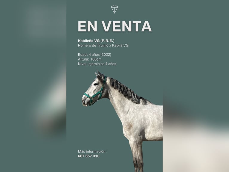 PRE Caballo castrado 4 años 167 cm Tordo in Sant Fruitos De Bages