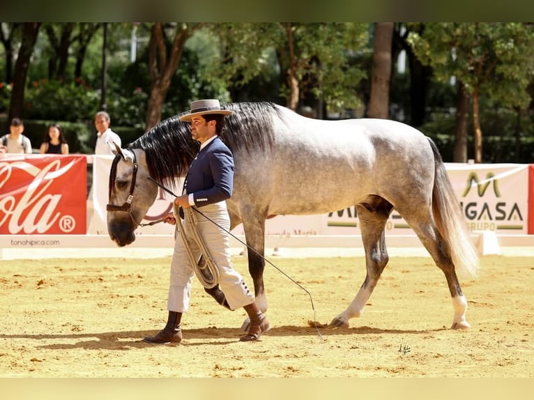 PRE Mestizo Caballo castrado 4 años 167 cm Tordo in Huevar De Aljarafe