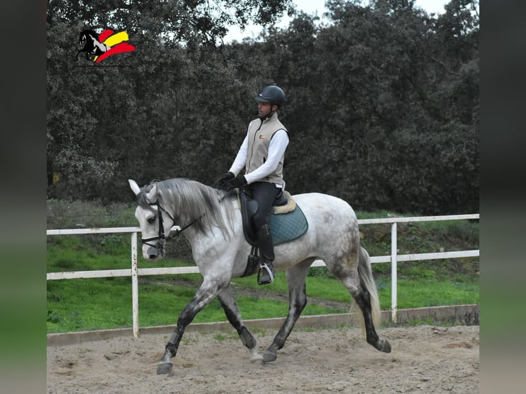 PRE Caballo castrado 4 años 167 cm Tordo rodado in El Real De La Jara, Sevilla