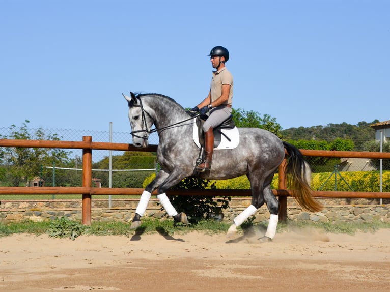 PRE Caballo castrado 4 años 167 cm Tordo rodado in Monells