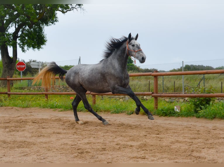 PRE Caballo castrado 4 años 167 cm Tordo rodado in Monells