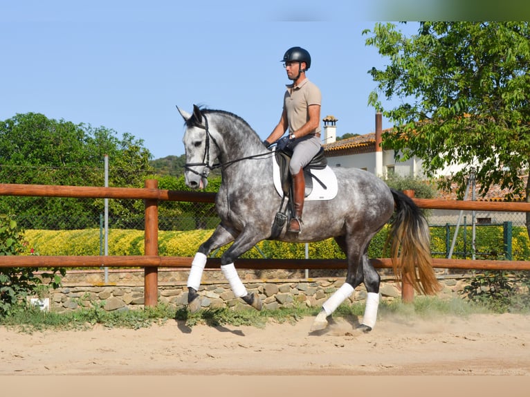 PRE Caballo castrado 4 años 167 cm Tordo rodado in Monells