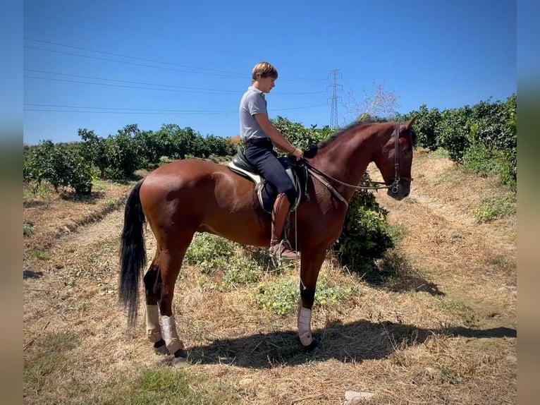 PRE Mestizo Caballo castrado 4 años 168 cm Castaño in Galaroza (Huelva)