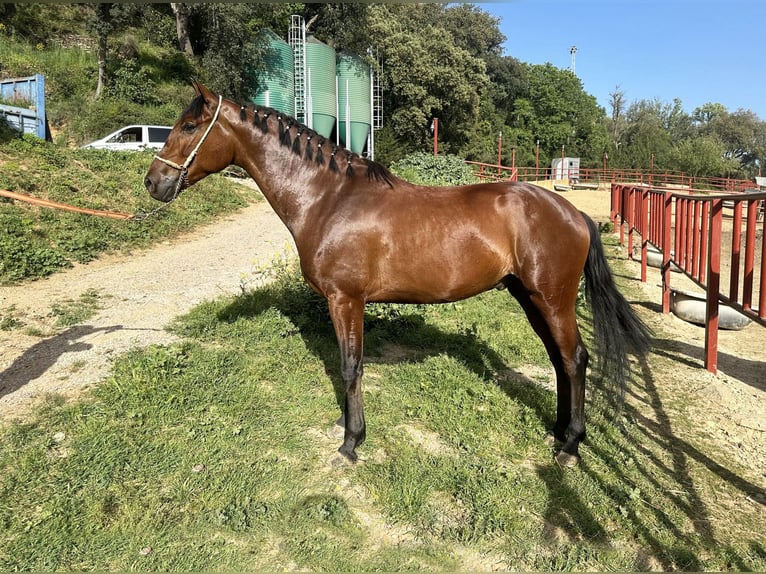 PRE Mestizo Caballo castrado 4 años 168 cm Castaño in Galaroza (Huelva)