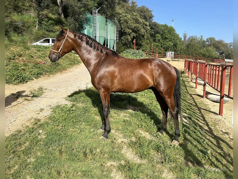 PRE Mestizo Caballo castrado 4 años 168 cm Castaño in Galaroza (Huelva)