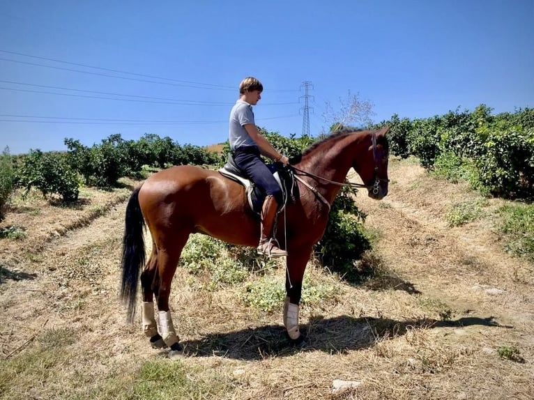 PRE Mestizo Caballo castrado 4 años 168 cm Castaño in Galaroza (Huelva)