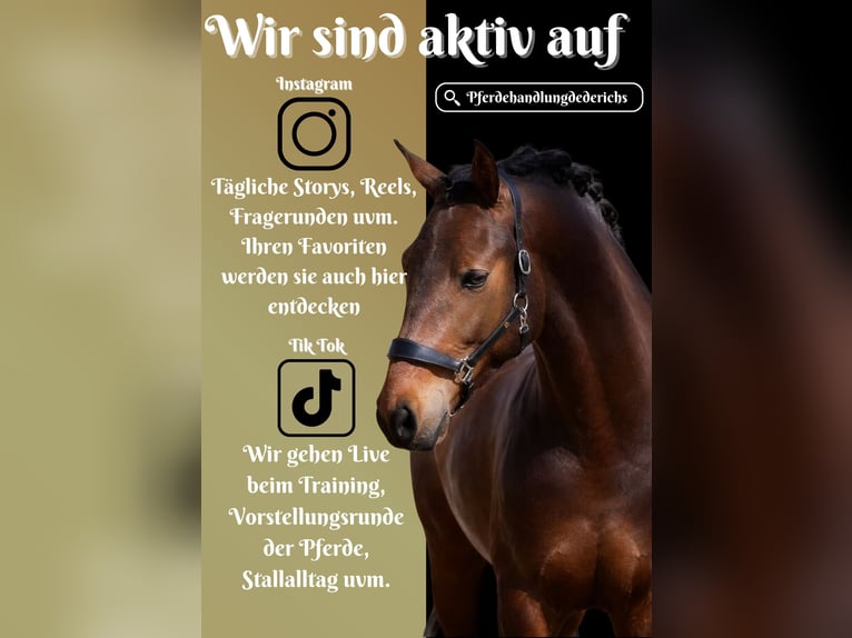 PRE Mestizo Caballo castrado 4 años 168 cm Castaño in Nettersheim