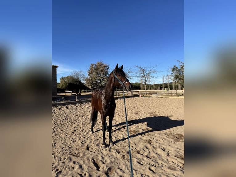 PRE Mestizo Caballo castrado 4 años 168 cm Castaño oscuro in Esclanya