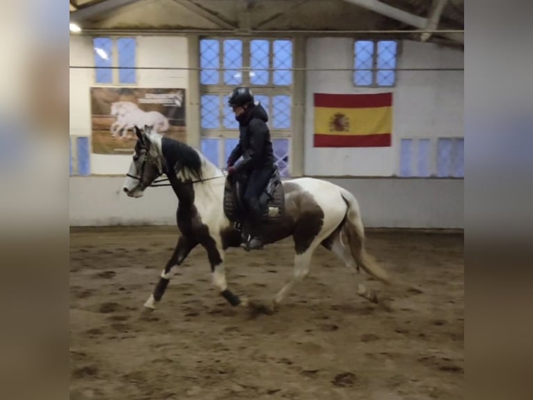 PRE Mestizo Caballo castrado 4 años 168 cm Pío in Traventhal