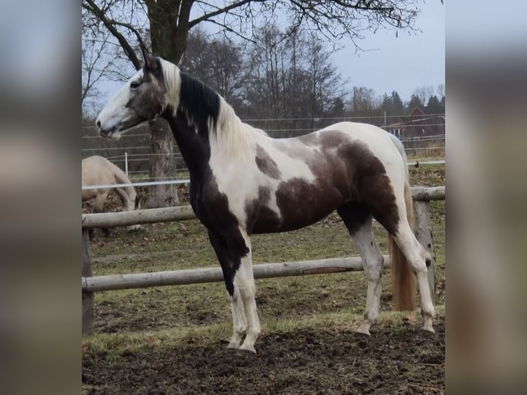 PRE Mestizo Caballo castrado 4 años 168 cm Pío in Traventhal