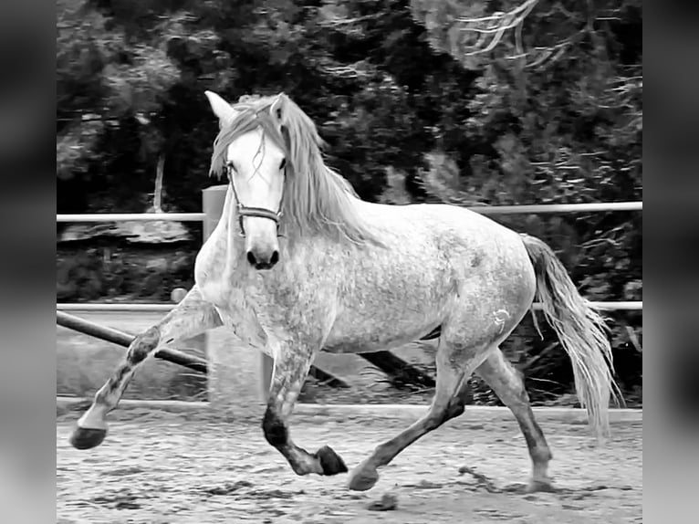 PRE Caballo castrado 4 años 168 cm Tordo in Platja De Muro (Urbanitzacio) Mallorca