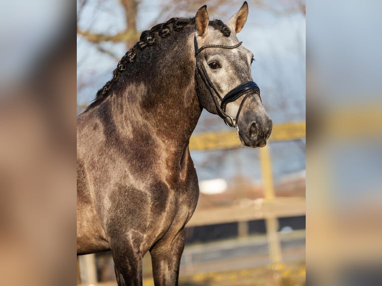 PRE Mestizo Caballo castrado 4 años 168 cm Tordo in Poeldijk