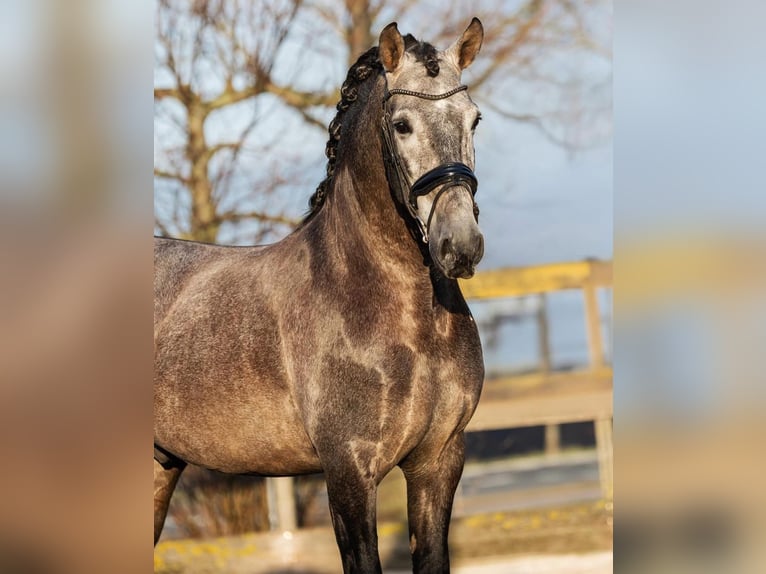 PRE Mestizo Caballo castrado 4 años 168 cm Tordo in Poeldijk